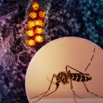  Osasco atinge a maior ocorrência de casos de dengue confirmados na Grande São Paulo