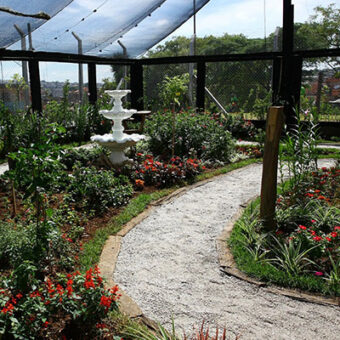  O Segredo das Borboletas de Osasco